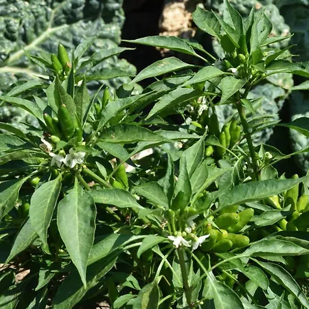 Bauernhof Il Colle Bellagio