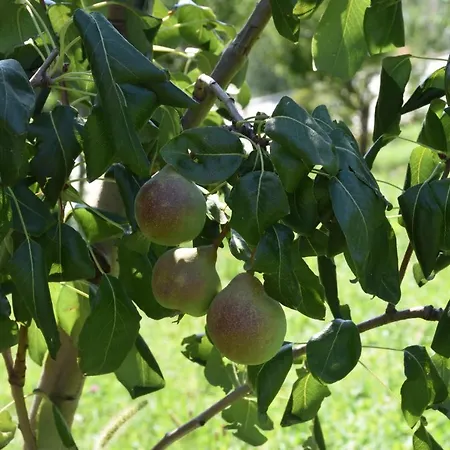 Il Colle * Μπελάτζιο