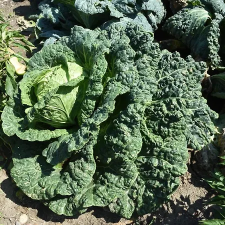 农家乐 Il Colle 贝拉焦