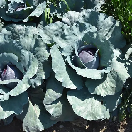 Il Colle 农家乐 *