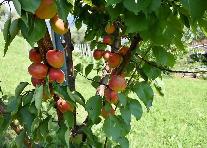 Gospodarstwo agroturystyczne Il Colle *