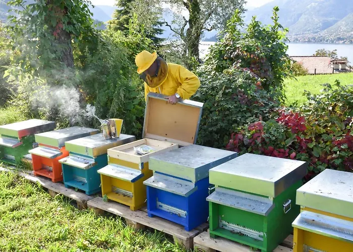 Il Colle Gospodarstwo agroturystyczne Bellagio