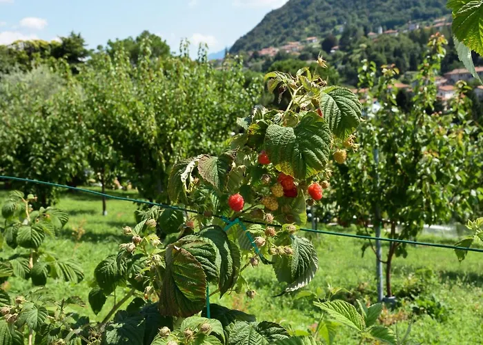 Il Colle Bellagio