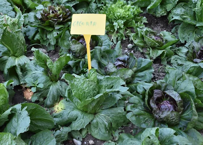 Il Colle Gospodarstwo agroturystyczne
