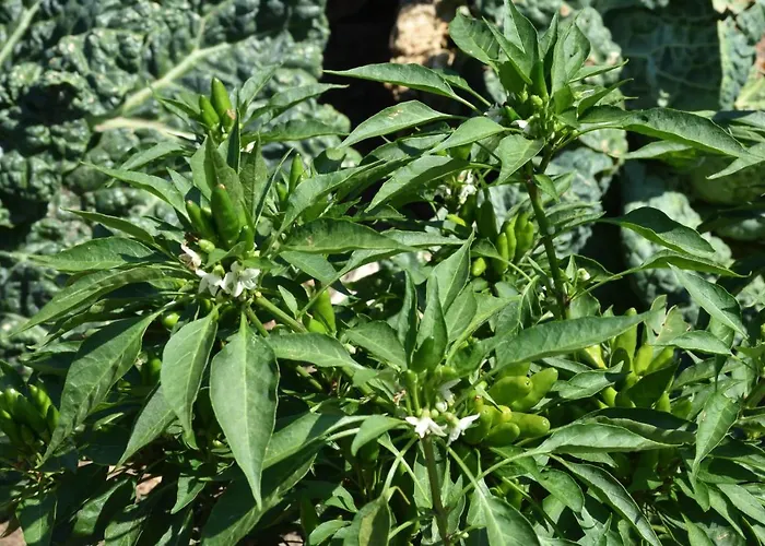 Gospodarstwo agroturystyczne Il Colle Bellagio