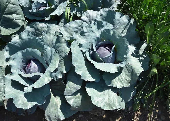 Il Colle Gospodarstwo agroturystyczne *