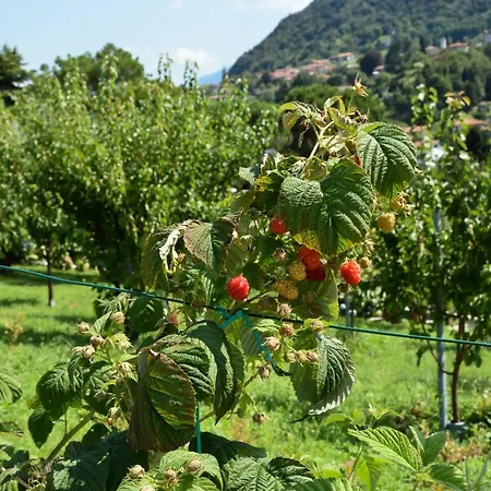 Il Colle Белладжо